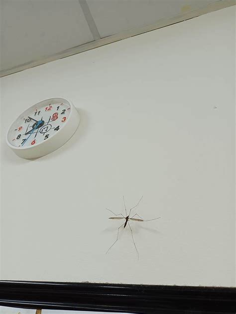 家裡出現大蚊子